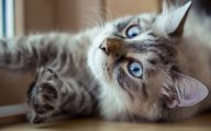 Funny Cat Fails  14 Free Hd Wallpaper