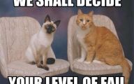 Funny Cat Fails  21 Widescreen Wallpaper