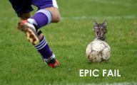 Funny Cat Fails  5 Cool Hd Wallpaper