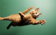 Funny Cat Jump Fails 10 Cool Hd Wallpaper