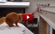 Funny Cat Jump Fails 11 Free Hd Wallpaper