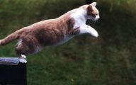 Funny Cat Jump Fails 16 Widescreen Wallpaper