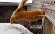 Funny Cat Jump Fails 19 Background Wallpaper