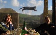 Funny Cat Jump Fails 6 Cool Wallpaper