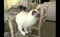 Funny Cat Jump Fails 7 Cool Hd Wallpaper