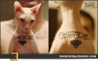 Funny Cat Tattoo 50 Hd Wallpaper