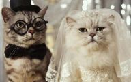 Really Funny Cats 2 Free Hd Wallpaper