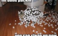 Really Funny Cats 4 Widescreen Wallpaper