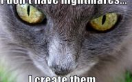 Very Funny Cat Photos 12 Desktop Background