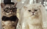 Very Funny Cat Photos 16 Desktop Wallpaper