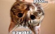 Very Funny Cat Photos 9 Desktop Wallpaper