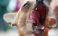 Weird And Crazy Dogs 15 Widescreen Wallpaper