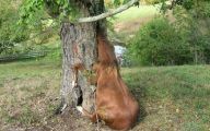 Epic Horse Fail Pictures 21 Widescreen Wallpaper