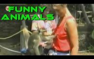 Funniest Animal Bloopers 5 Background Wallpaper