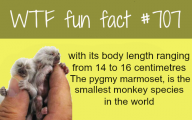 Funny And Weird Facts 2 Desktop Wallpaper