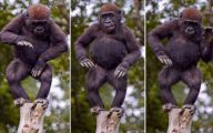 Funny Animals Dancing 14 Cool Wallpaper