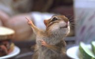 Funny Animals Dancing 15 Free Hd Wallpaper