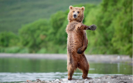 Funny Animals Dancing 19 Free Wallpaper