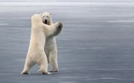 Funny Animals Dancing 2 Desktop Wallpaper