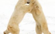 Funny Animals Dancing 20 Desktop Background