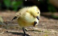 Funny Animals Dancing 22 High Resolution Wallpaper