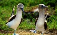 Funny Animals Dancing 23 Widescreen Wallpaper