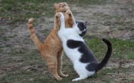 Funny Animals Dancing 26 Wide Wallpaper