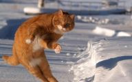 Funny Animals Dancing 27 High Resolution Wallpaper