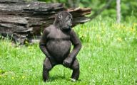 Funny Animals Dancing 28 High Resolution Wallpaper