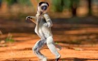 Funny Animals Dancing 33 Wide Wallpaper