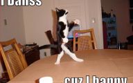 Funny Animals Dancing 34 Hd Wallpaper