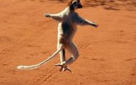 Funny Animals Dancing 36 Free Hd Wallpaper