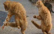 Funny Animals Dancing 7 Wide Wallpaper