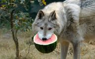 Funny Animals Eating 19 Desktop Background