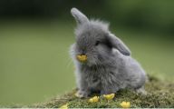 Funny Animals Eating 23 High Resolution Wallpaper