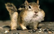 Funny Animals Eating 32 High Resolution Wallpaper