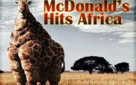 Funny Animals In Africa 2 Free Wallpaper