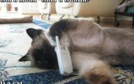 Funny Animals With Captions 32 Desktop Wallpaper