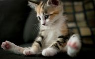 Funny Baby Cats 17 Desktop Background