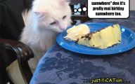 Funny Birthday Cat 1 High Resolution Wallpaper