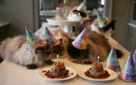 Funny Birthday Cat 10 Cool Hd Wallpaper