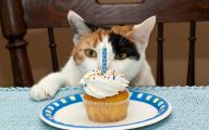 Funny Birthday Cat 14 High Resolution Wallpaper