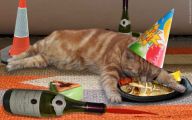 Funny Birthday Cat 18 Wide Wallpaper