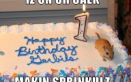 Funny Birthday Cat 25 Cool Wallpaper