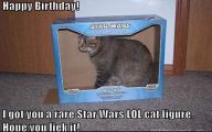 Funny Birthday Cat 29 High Resolution Wallpaper