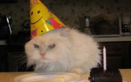 Funny Birthday Cat 3 Widescreen Wallpaper