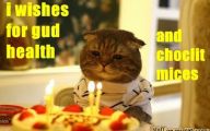 Funny Birthday Cat 30 Background Wallpaper