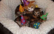 Funny Birthday Cat 31 Free Hd Wallpaper