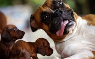 Funny Bones For Dogs 28 Hd Wallpaper