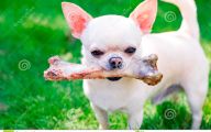 Funny Bones For Dogs 34 Background Wallpaper